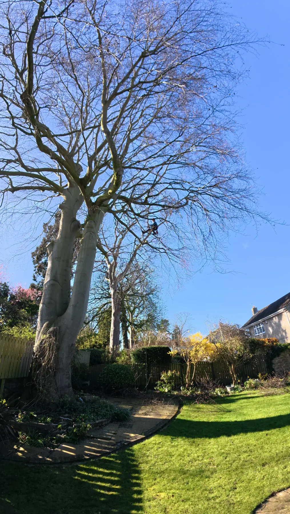 Freelance climbing arborist working high in a tree canopy on rope