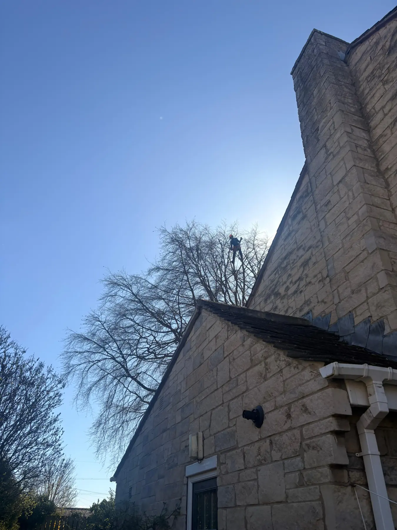 Climbing arborist sectionally dismantling a tree beside a stone building