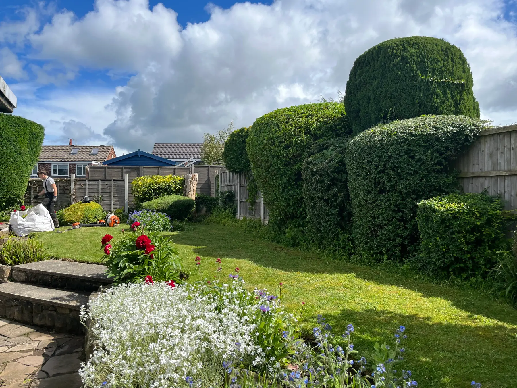 Neatly trimmed hedge after Birdsall hedge work