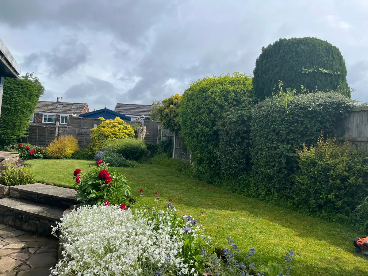 Overgrown hedge in a residential garden before trimming