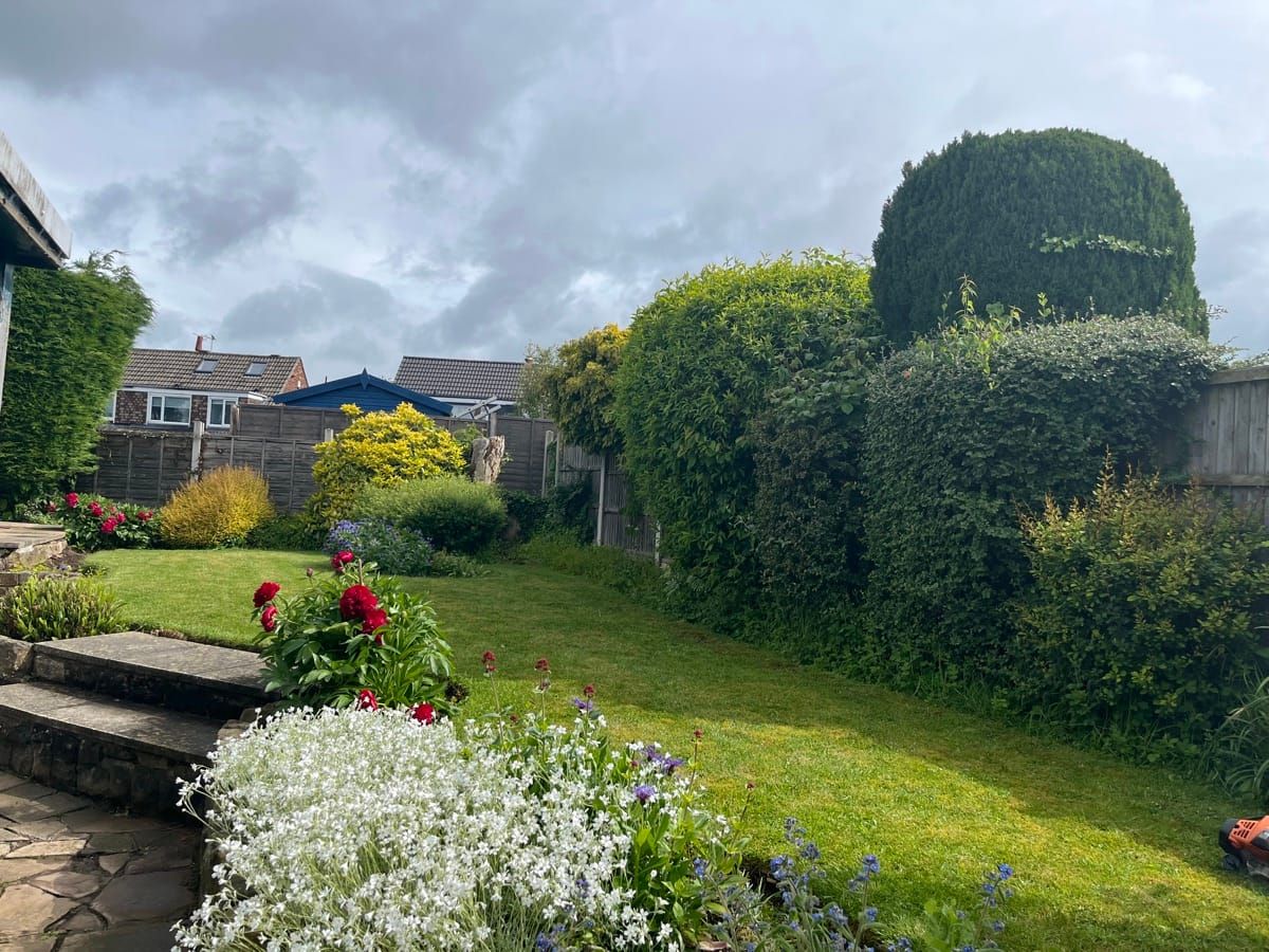 Overgrown garden hedge before Birdsall reduced and reshaped it