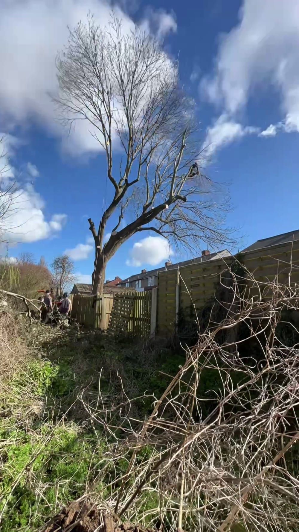A mature tree crown-reduced against a bright sky, cut brash cleared below