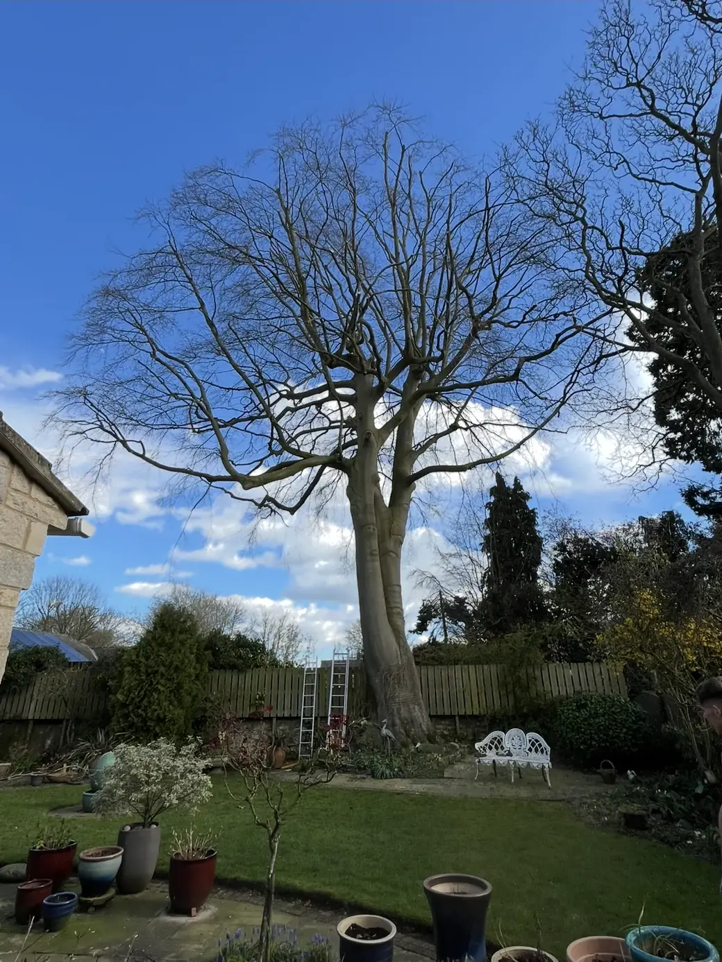 Same tree after crown reduction