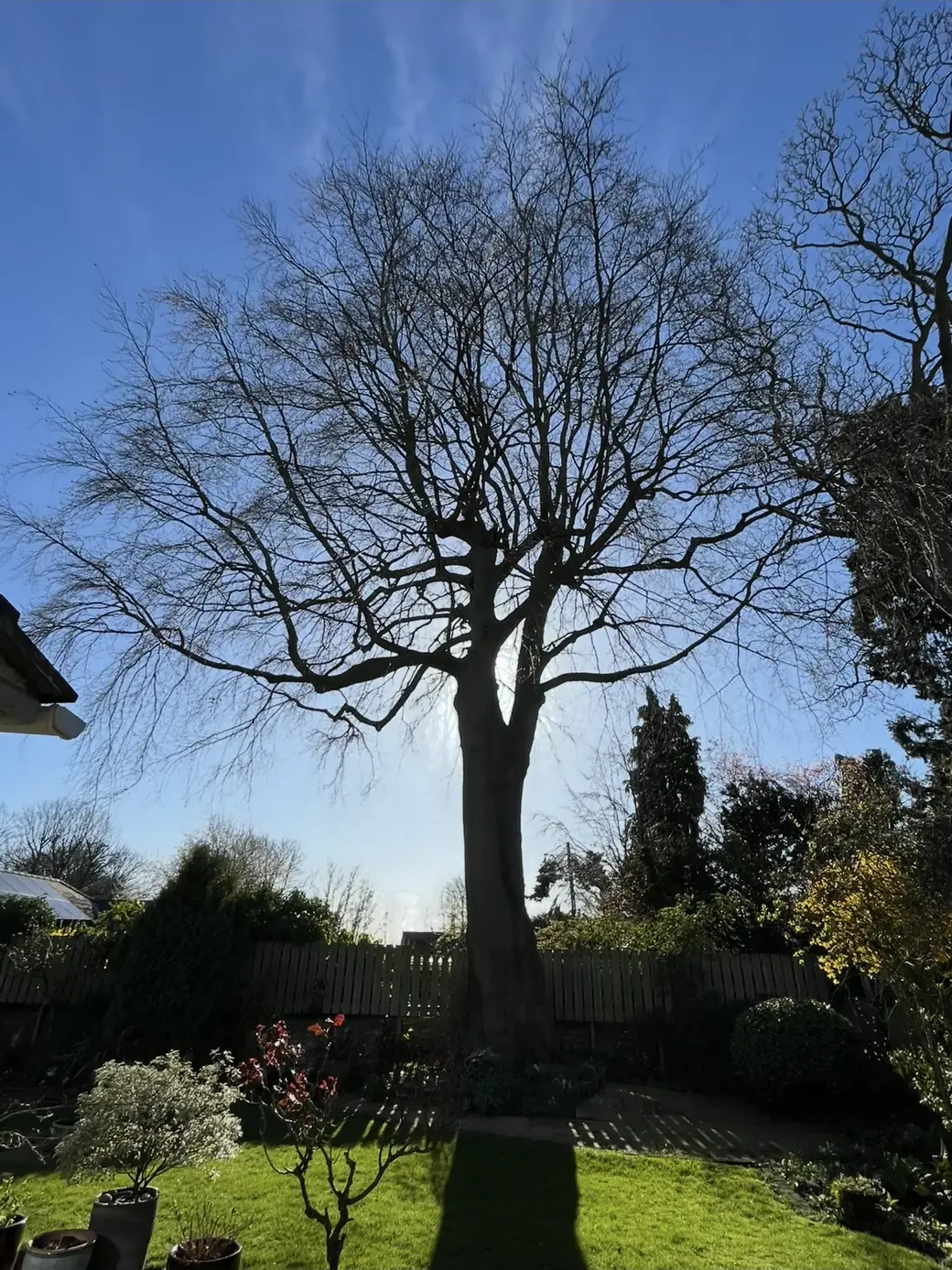 Large tree before crown assessment