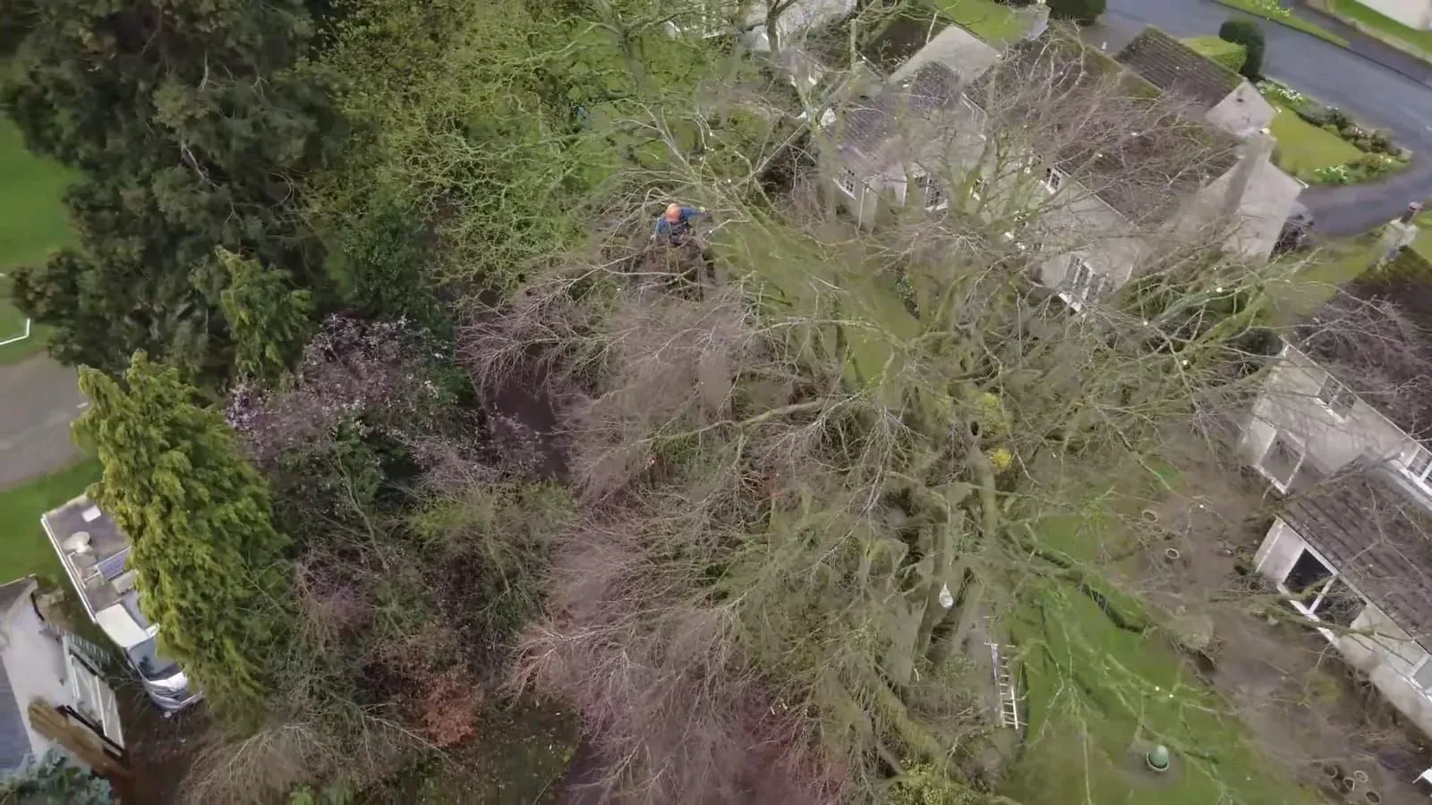Overhead drone view of the climber working in the canopy above a garden