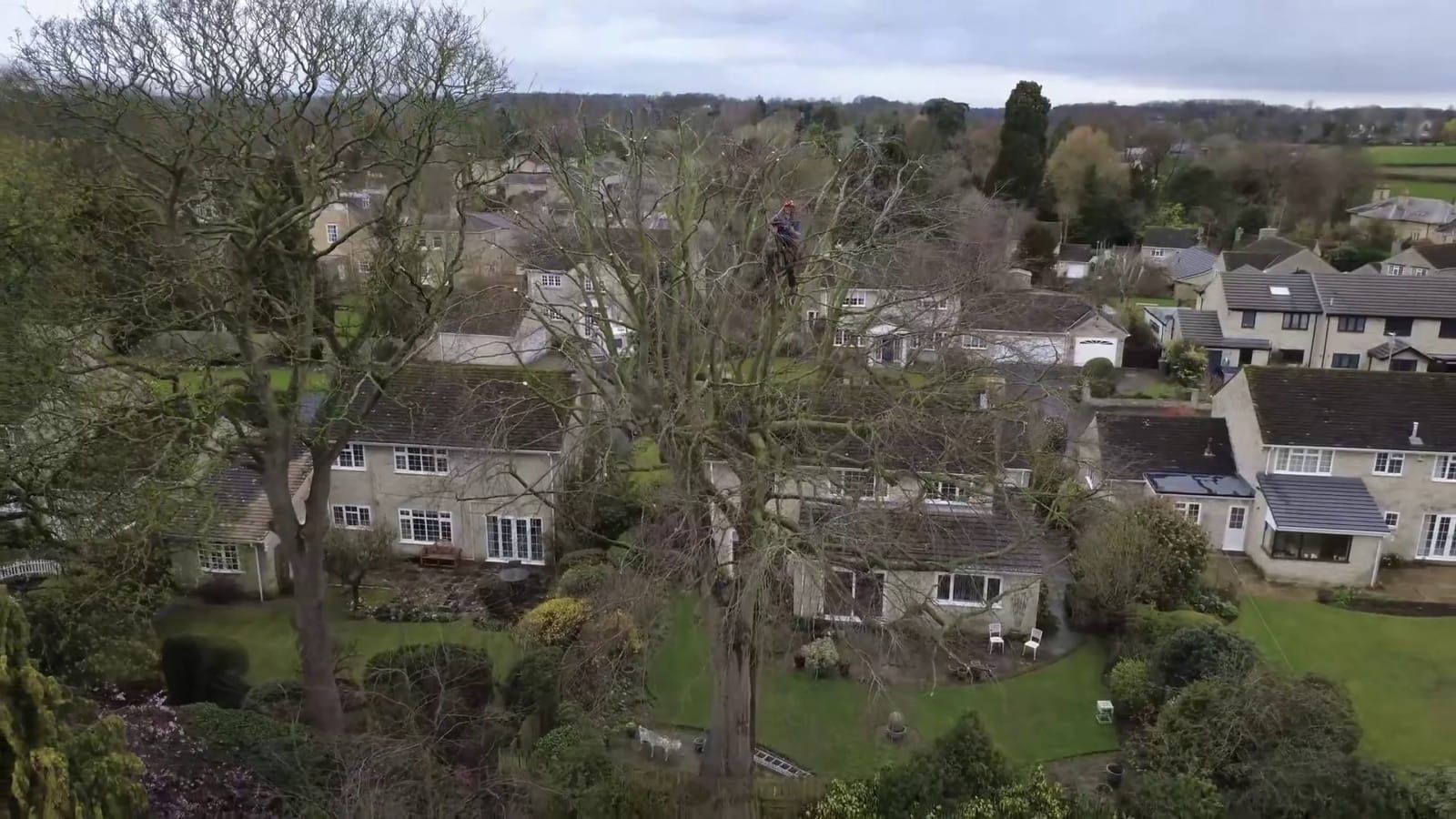 Drone view of a Birdsall climber high in a large tree among stone houses and gardens